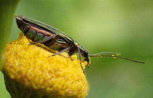 Oedemera nobilis